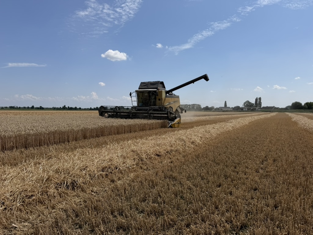 Combine tijdens de tarweoogst op de Mattenburghoeve
